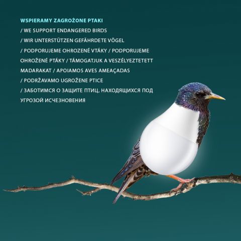 wspieramy zagrozone ptaki.jpg